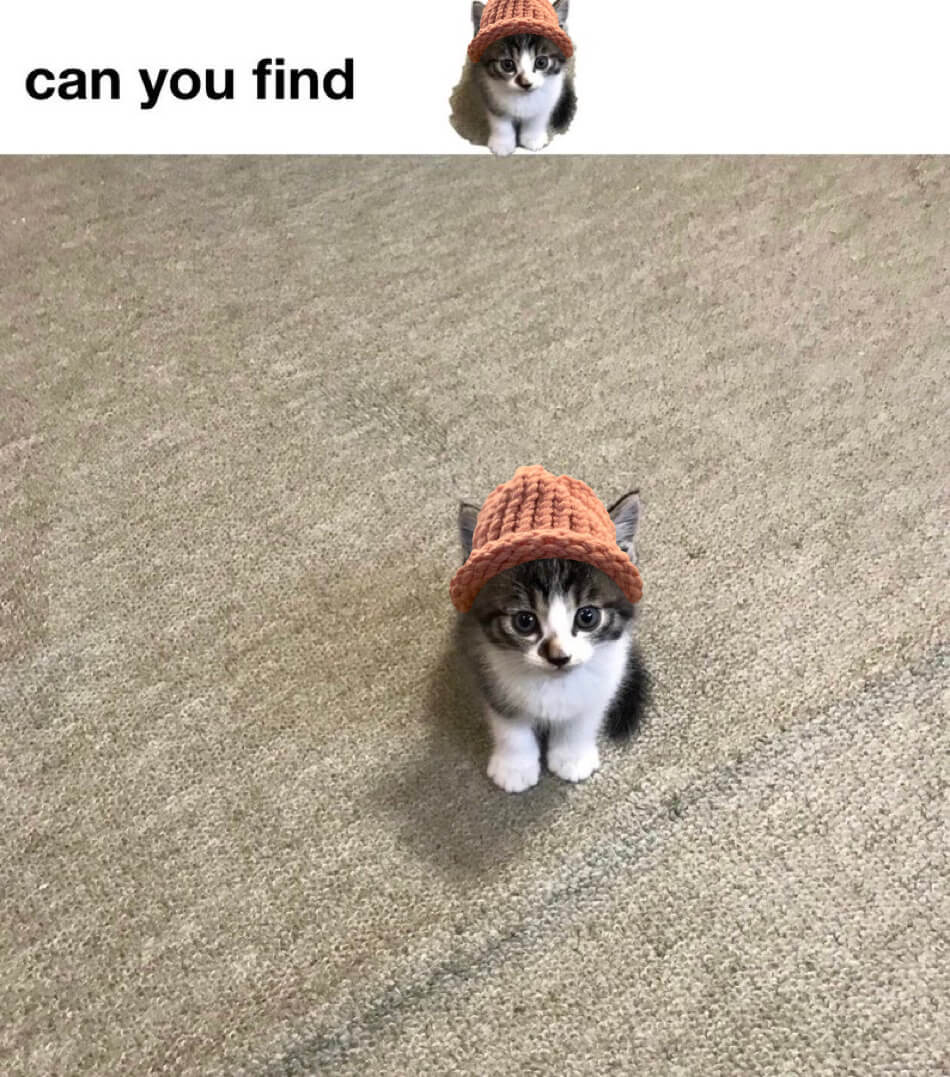 CatWifHat $CWIF - Solana Memecoin CatWifHat $CWIF - Solana Memecoin