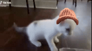 CatWifHat $CWIF - Solana Memecoin CatWifHat $CWIF - Solana Memecoin