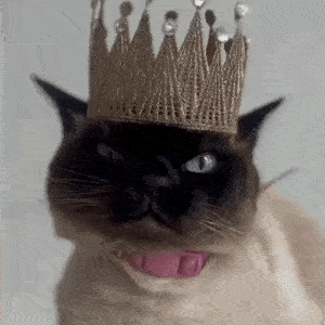 CatWifHat $CWIF - Solana Memecoin CatWifHat $CWIF - Solana Memecoin