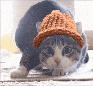 CatWifHat $CWIF - Solana Memecoin CatWifHat $CWIF - Solana Memecoin