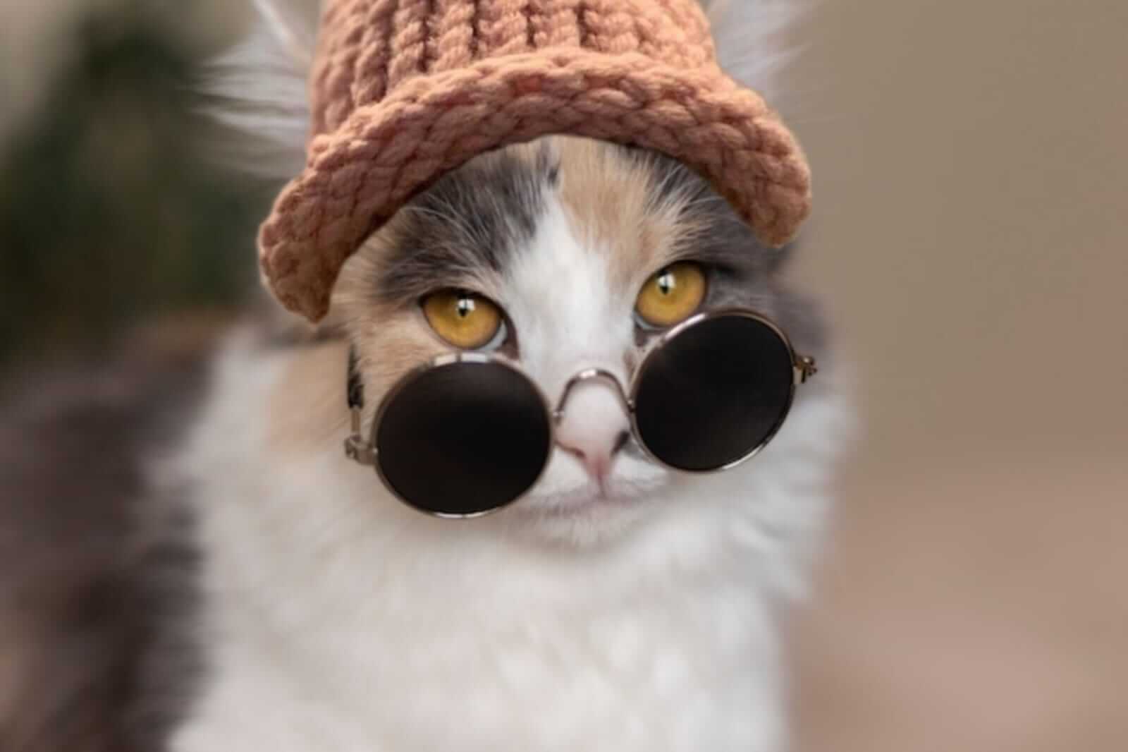 CatWifHat $CWIF - Solana Memecoin CatWifHat $CWIF - Solana Memecoin