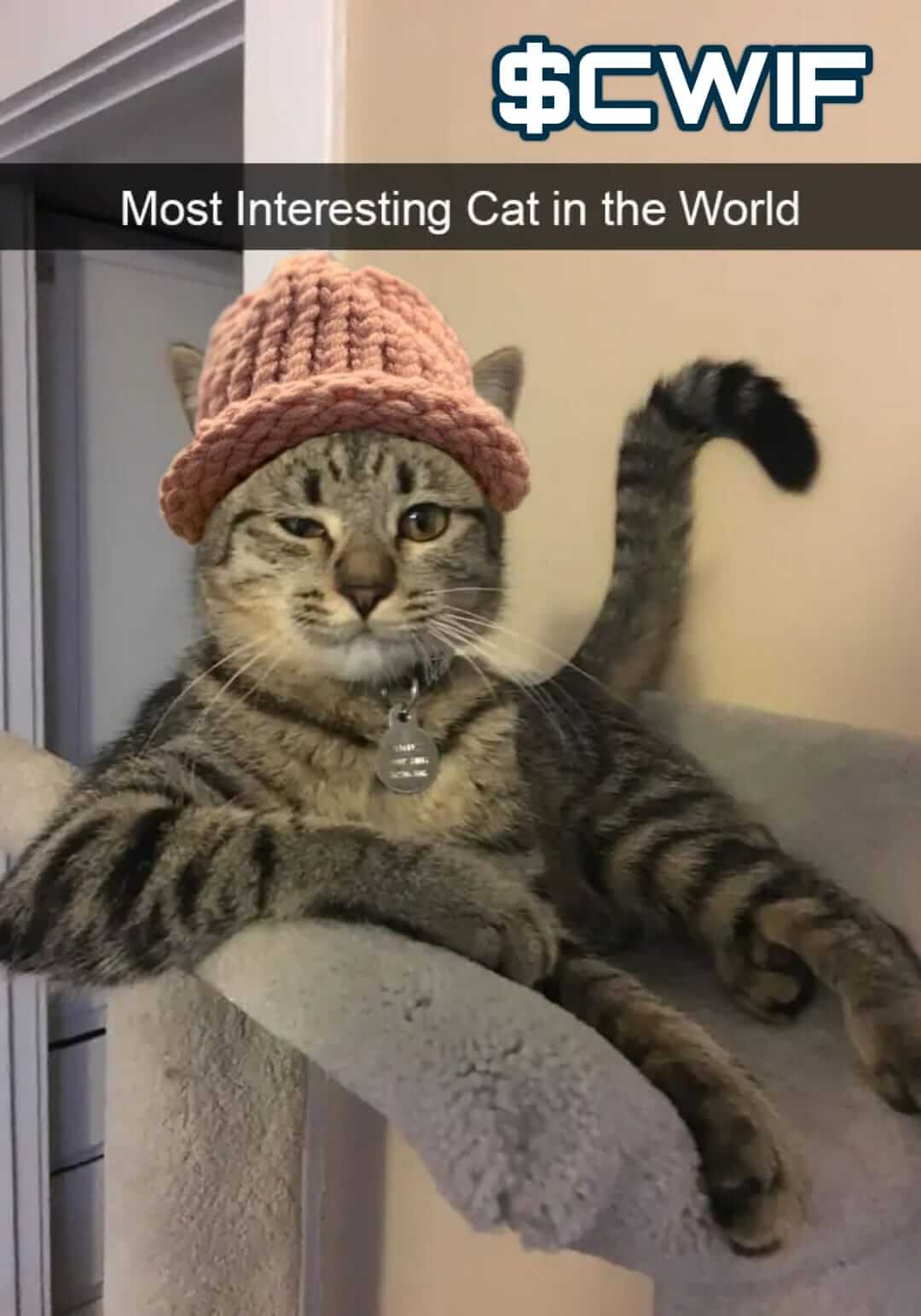 CatWifHat $CWIF - Solana Memecoin CatWifHat $CWIF - Solana Memecoin