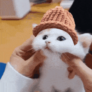 About Catwifhat — The Deflationary Solana Memecoin