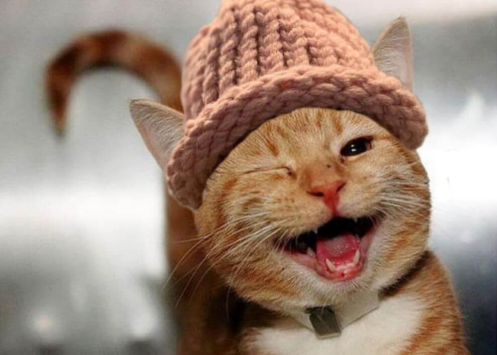 CatWifHat $CWIF - Solana Memecoin