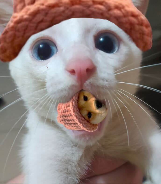 CatWifHat $CWIF - Solana Memecoin