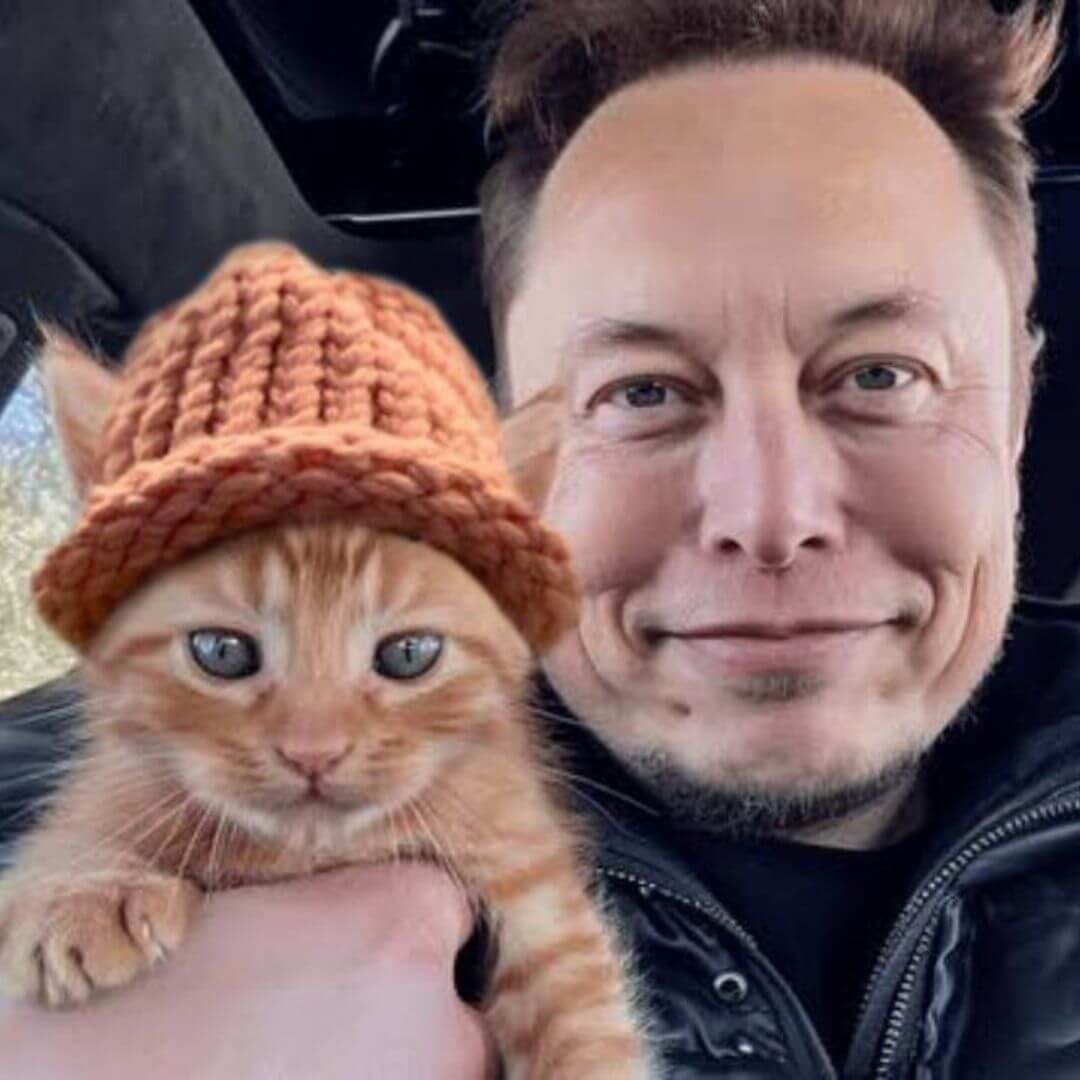 CatWifHat $CWIF - Solana Memecoin CatWifHat $CWIF - Solana Memecoin