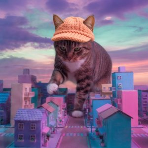 CatWifHat media